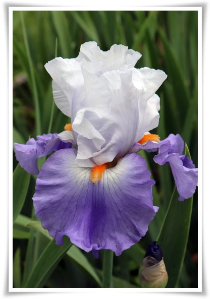 화초 &quot;붓꽃 키우기&quot; 아름다움과 놀라운 효능을 지닌 꽃 아이리스!