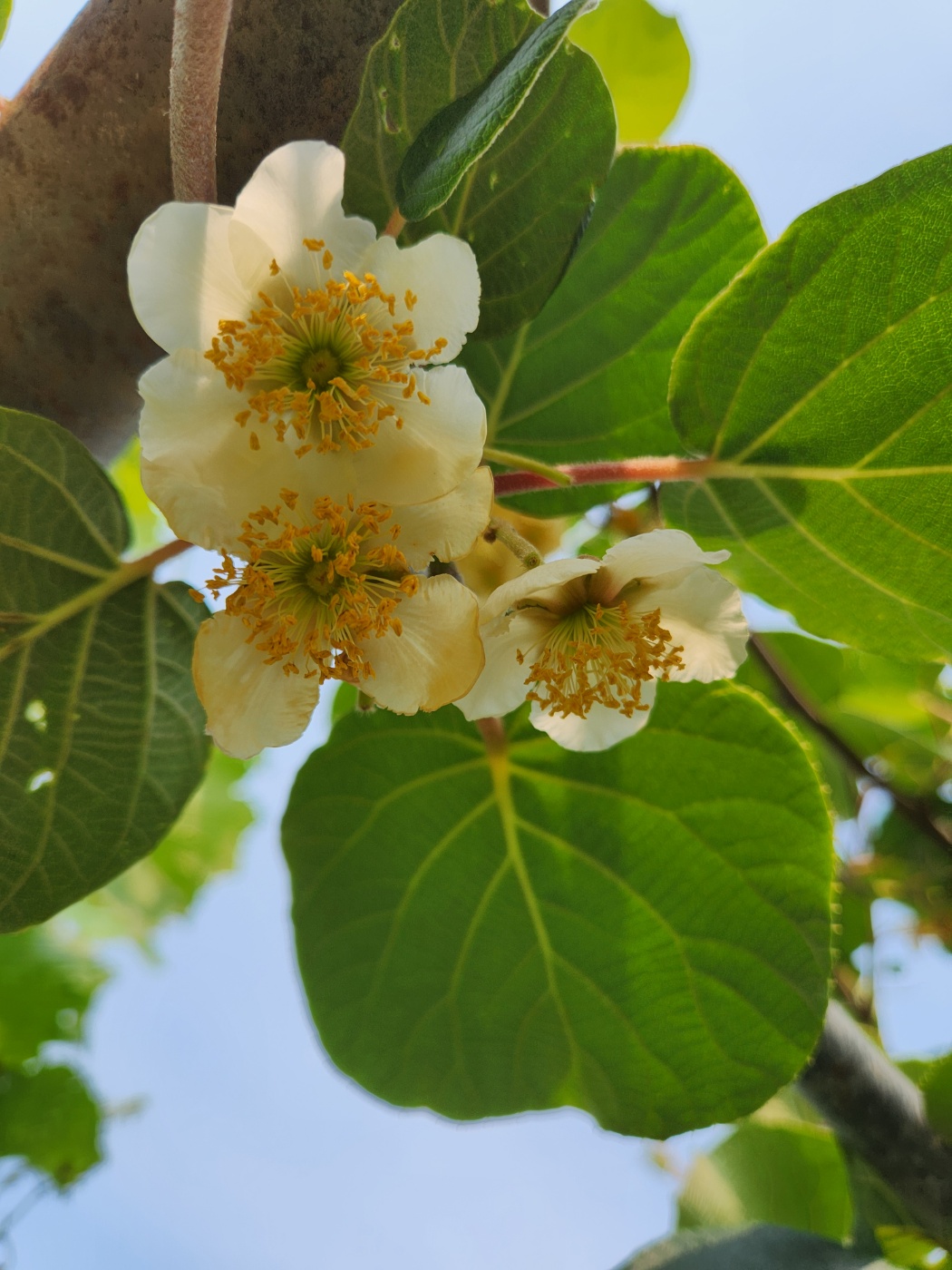 키위의 하얀 색 꽃이 참 탐스럽죠. 잎 모양도 둥글둥글 너무 앙증맞네요