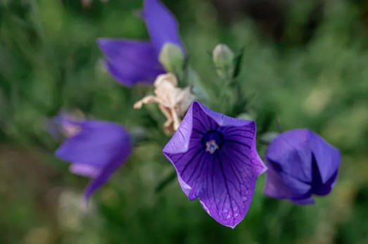 [식물키우기] 도라지 키우기 관리법 - 물주기, 햇빛, 온도, 습도, 흙(토양), 비료