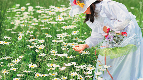 평창 육백마지기 샤스타데이지 개화 시기·위치·주차 정보 총정리