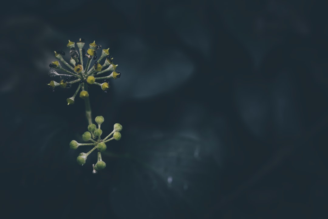 Hedera