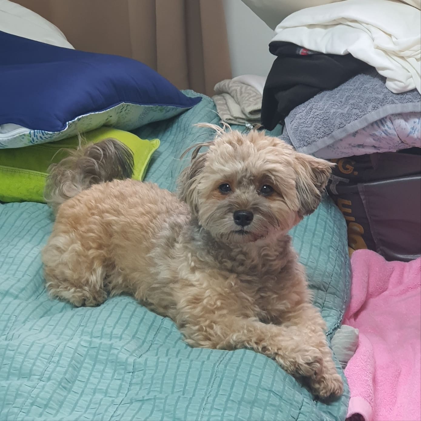 자고 일어난 강아지