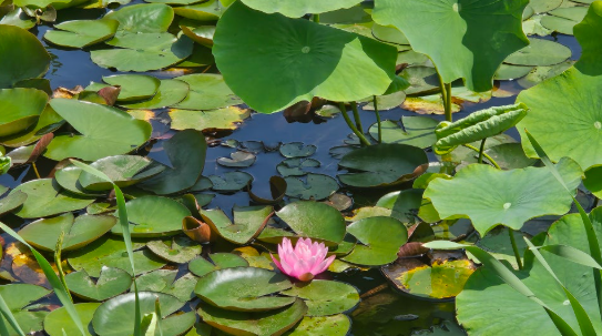 경남 고성 상리연꽃공원, 초여름 연꽃 세상이 열리는 곳