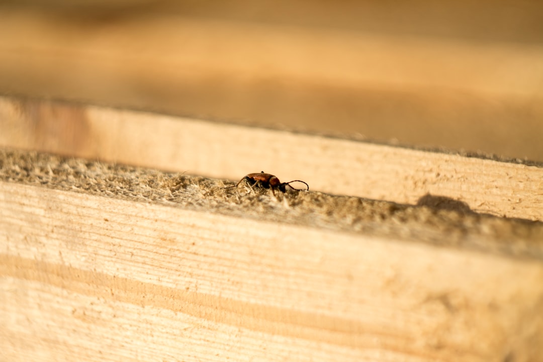termite