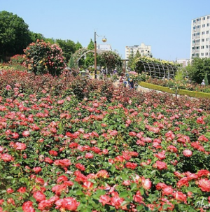 5월에 방문하는 축제 BEST 7