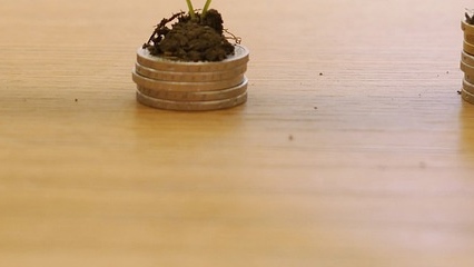 새싹이 크고있음