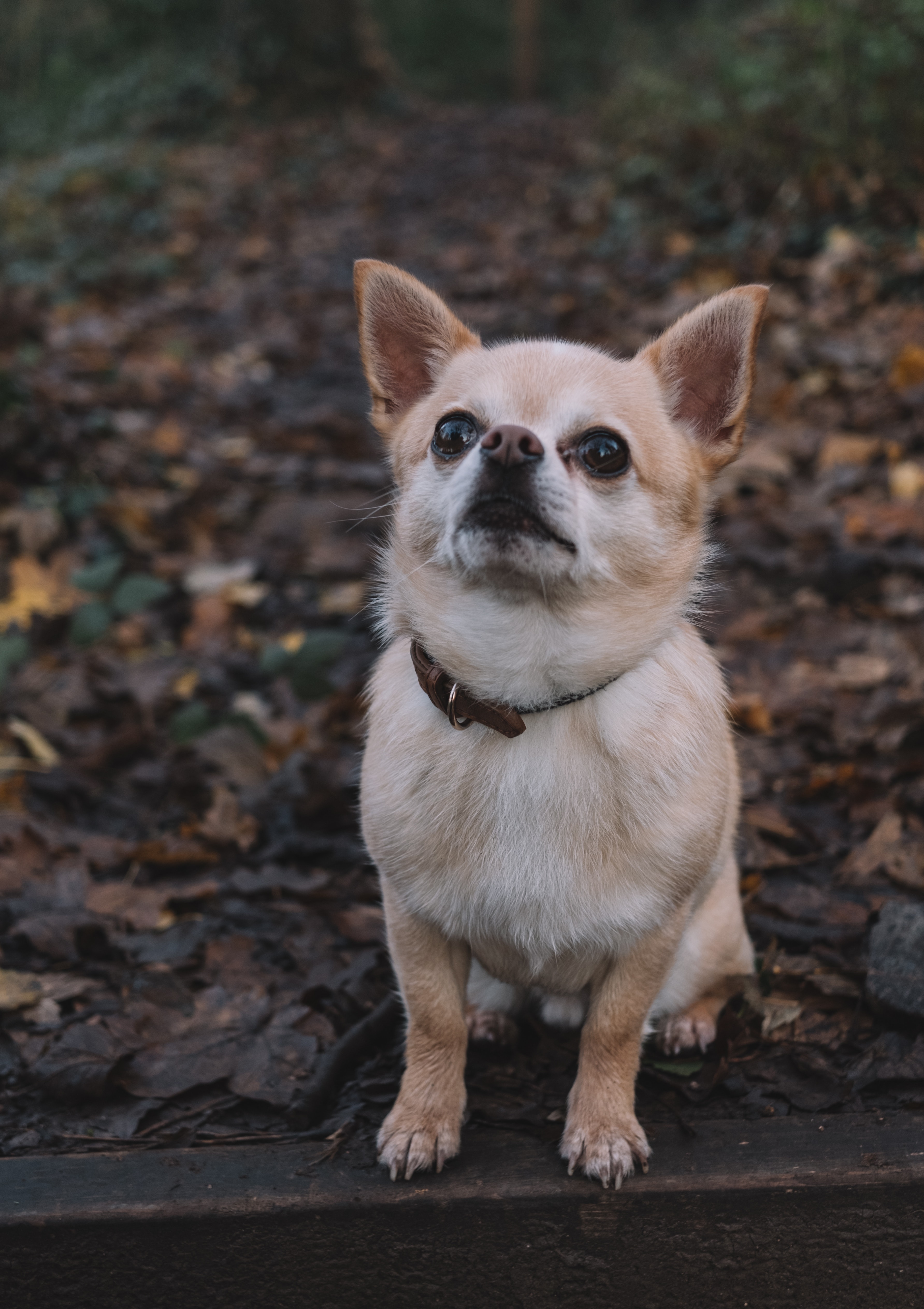 낙엽-위에-앉아있는-강아지
