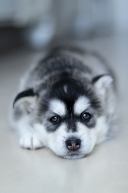 새끼 시베리안 허스키 사진