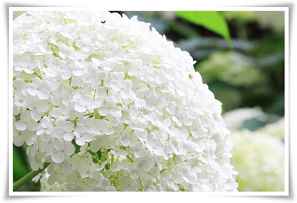 "수국" 여름의 아름다움을 한껏 품은 매력적인 꽃!