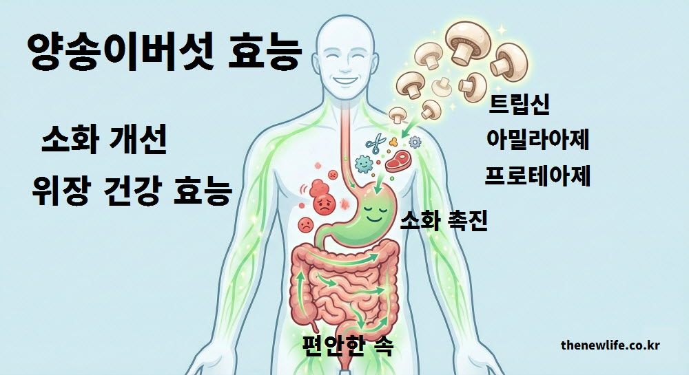 양송이버섯 효능 중 소화 개선과 위장 건강을 설명하는 인공 이미지