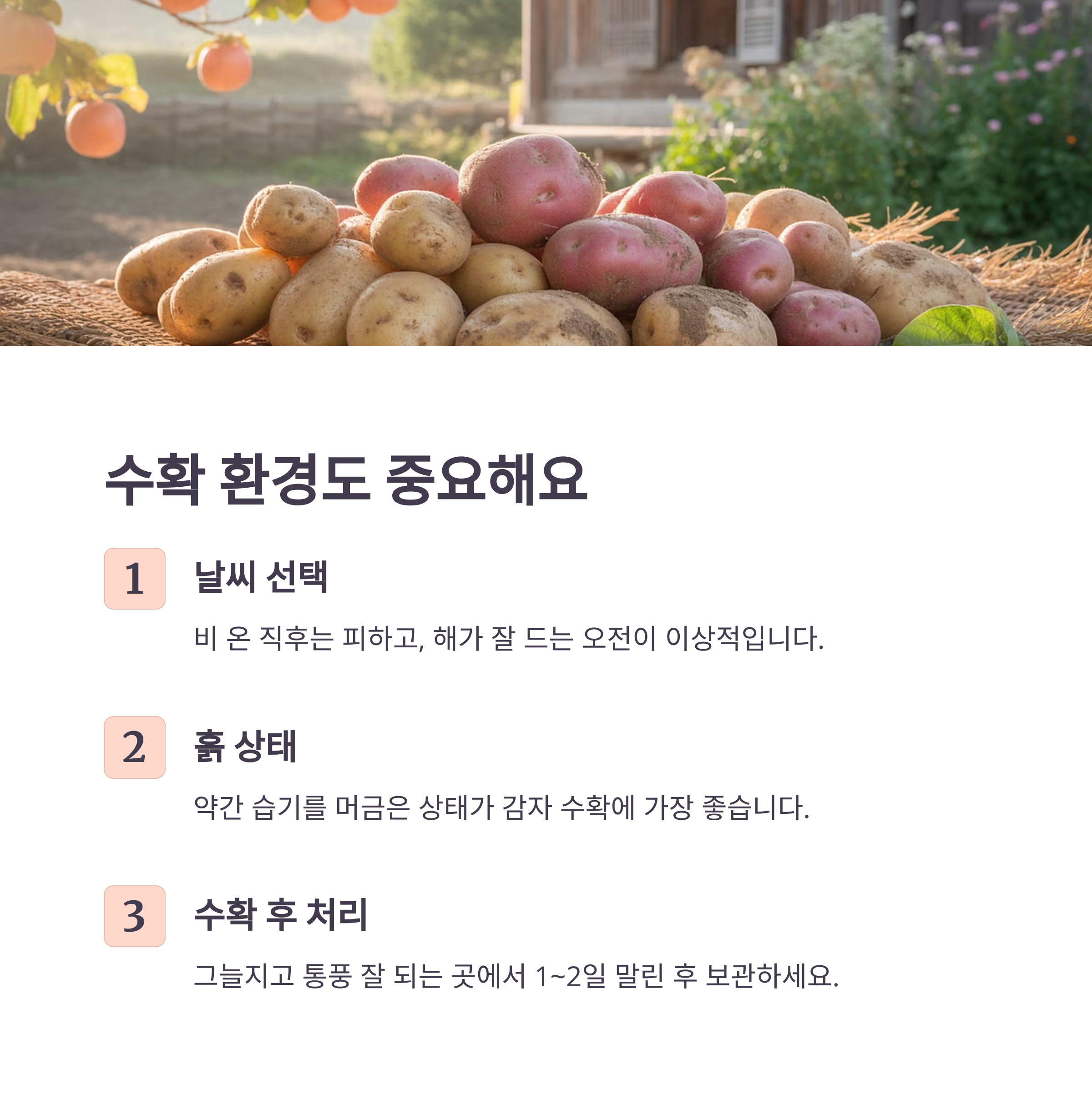 수확 전후 날씨와 흙 상태도 꼭 고려하세요