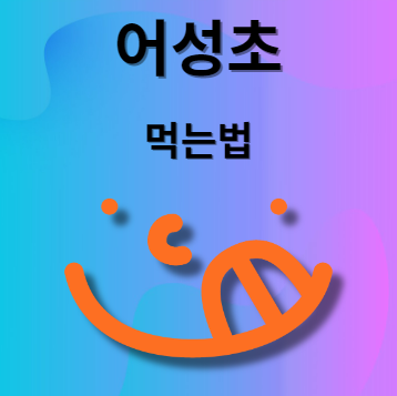 어성초 먹는법