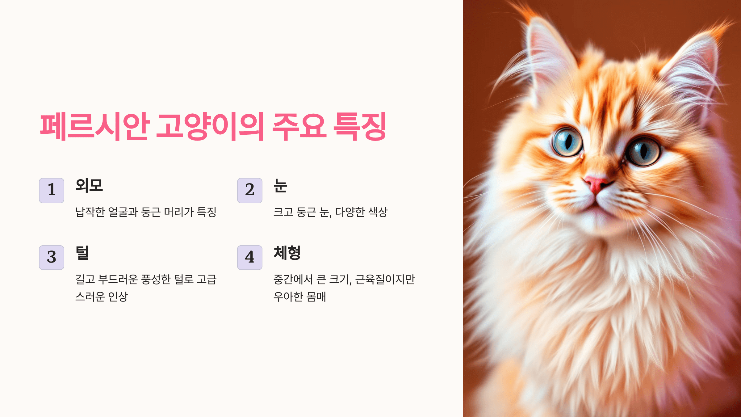 페르시안 고양이 사진입니다.