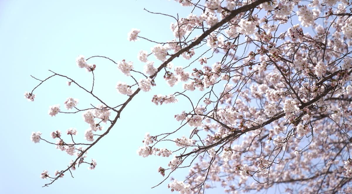 서울-벚꽃