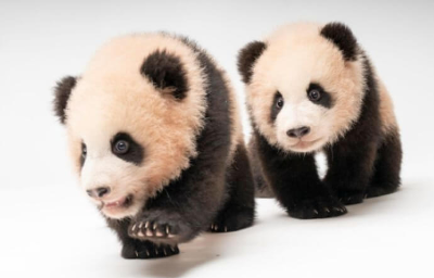 루이바오-후이바오