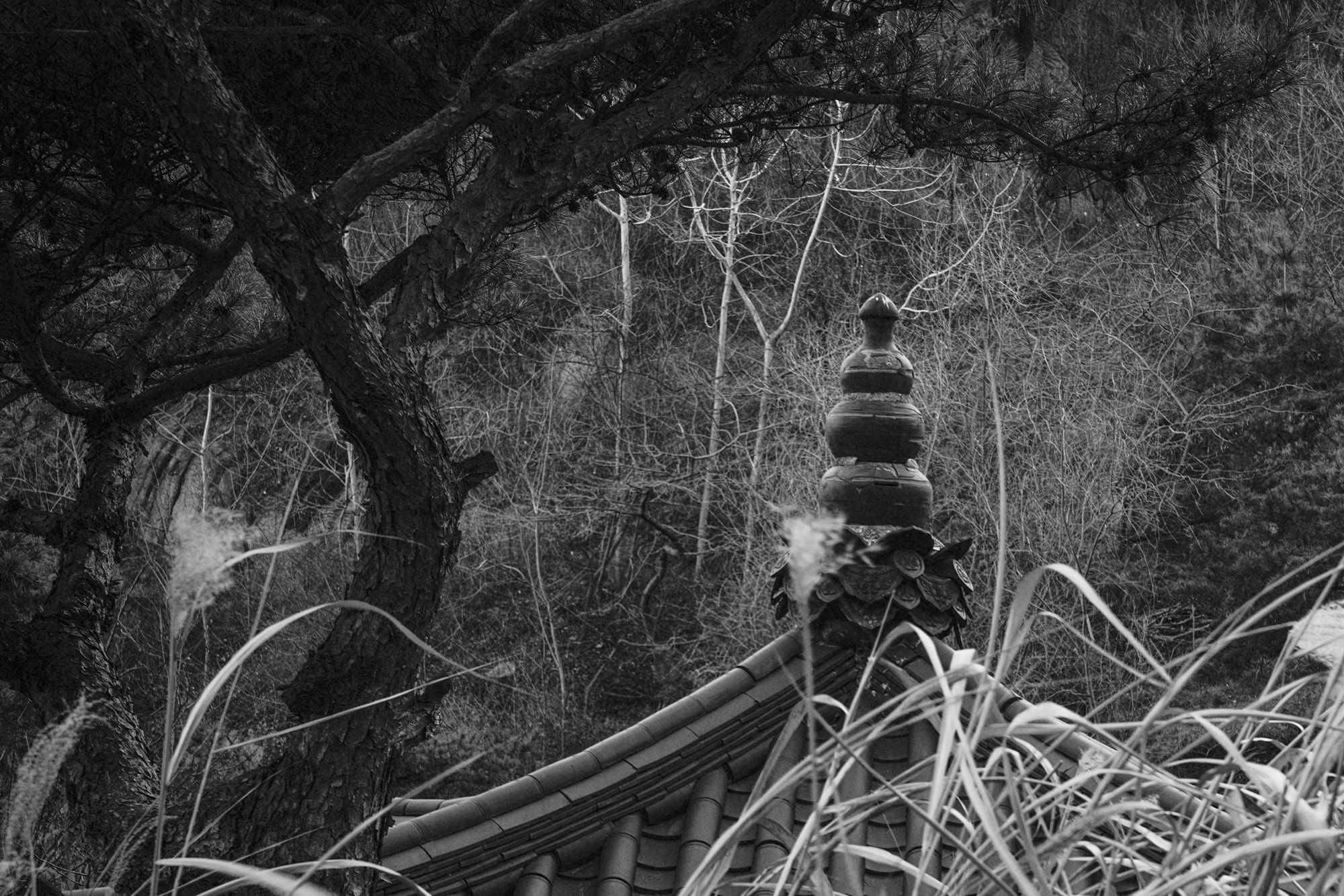 김중만 작가, 소나무와 기와지붕