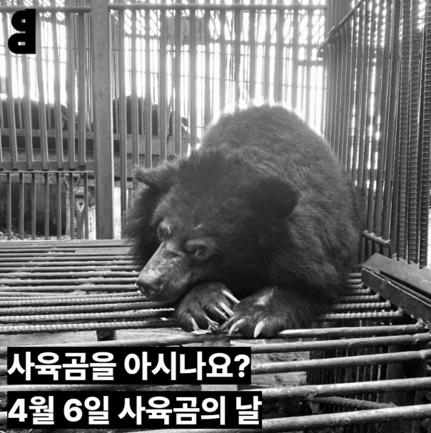 사육곰을 아시나요