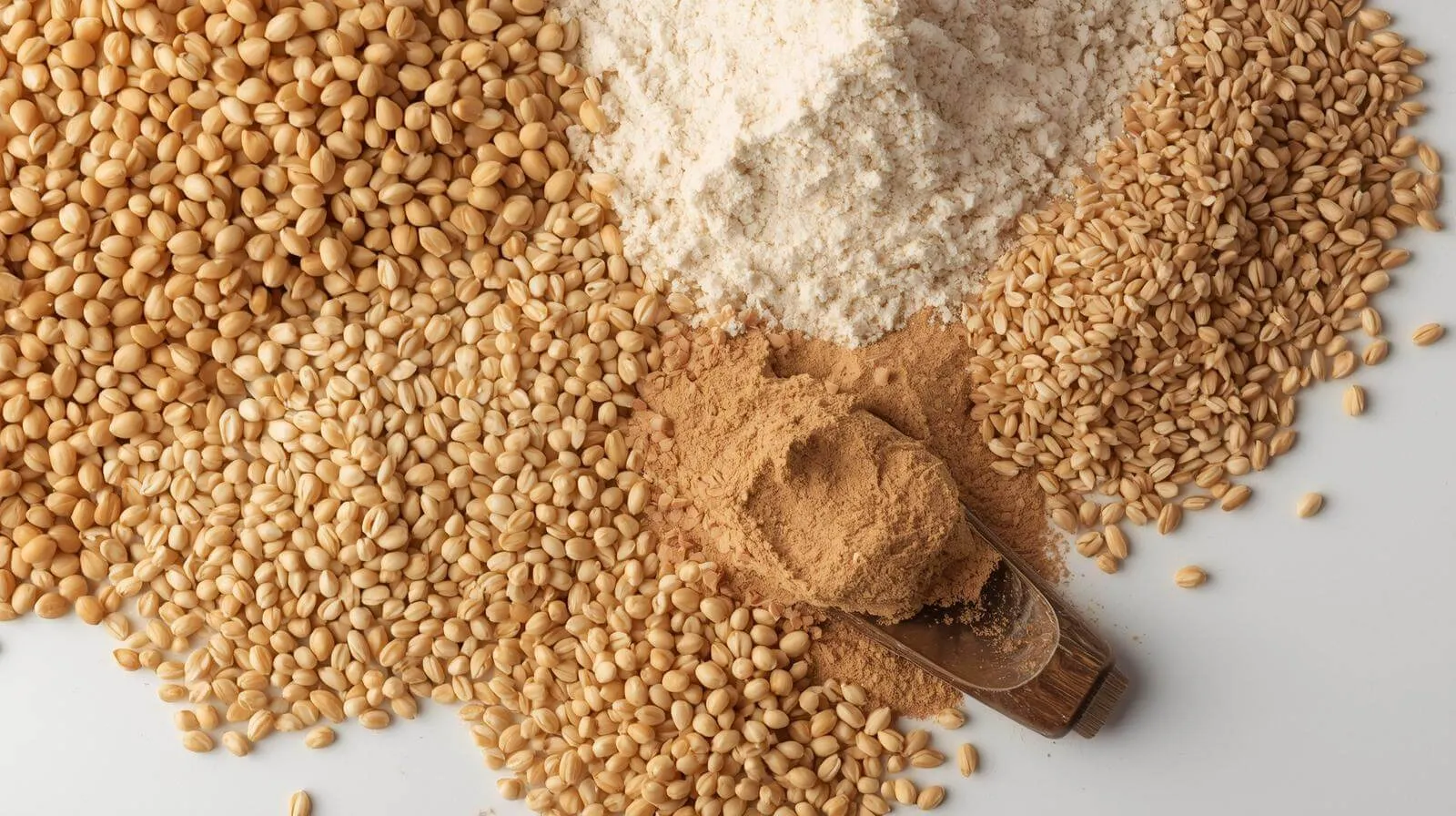 영양 성분 흡수 파로효소 효능