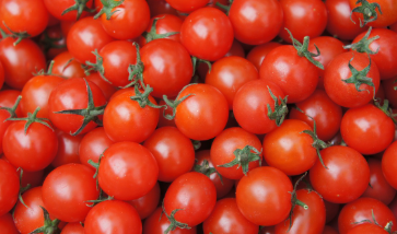 방울토마토 파종 시기와 키우는 방법 알아보기 1