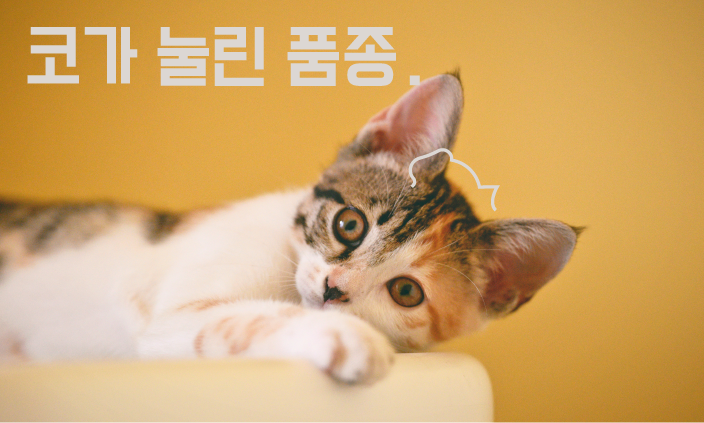 고양이-눈물