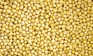 파란밤콩 (푸른밤콩)파종시기와 거름 주는 방법 알아보기 1