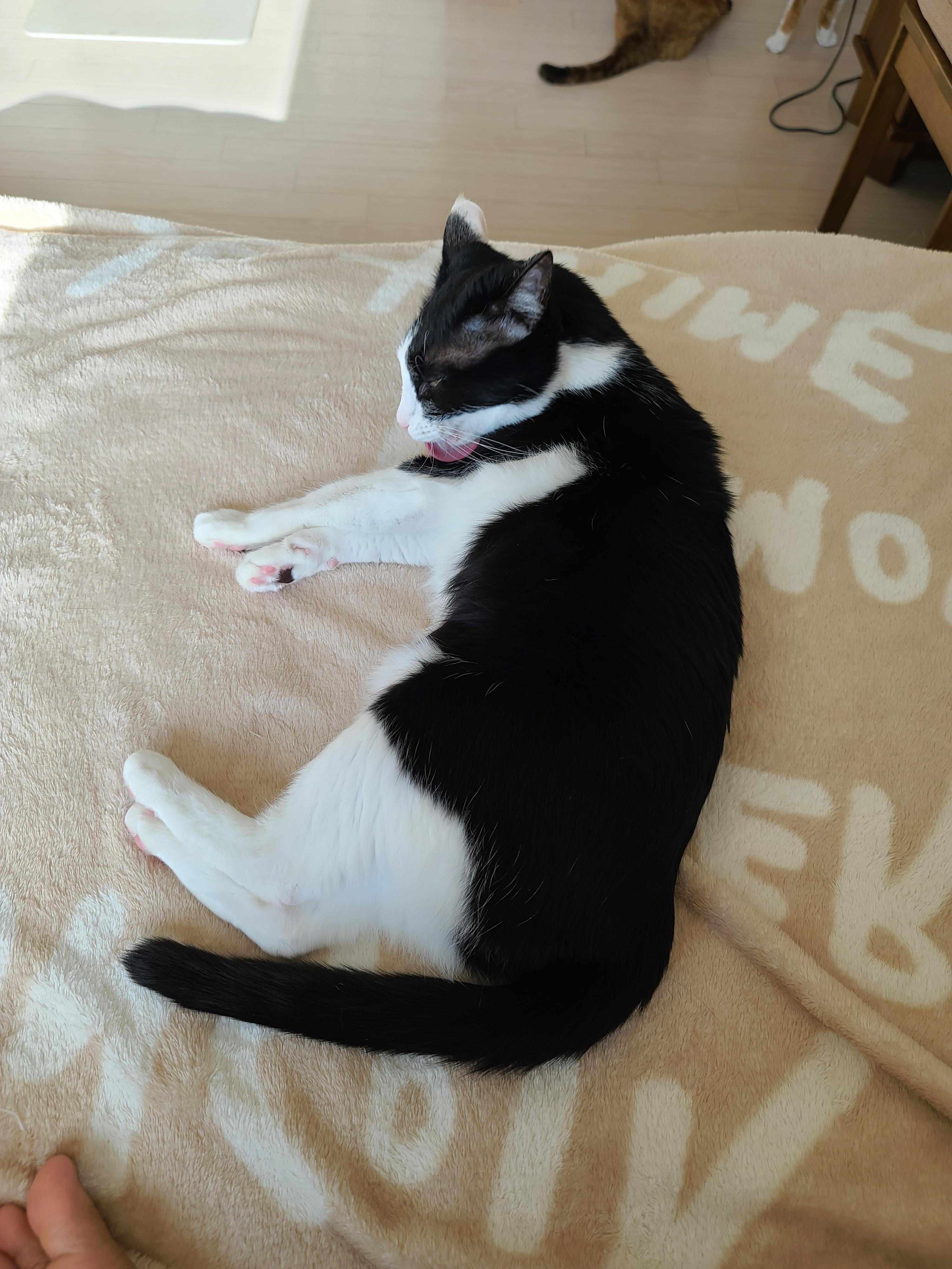 고양이들도 집사걱정 하더라구요