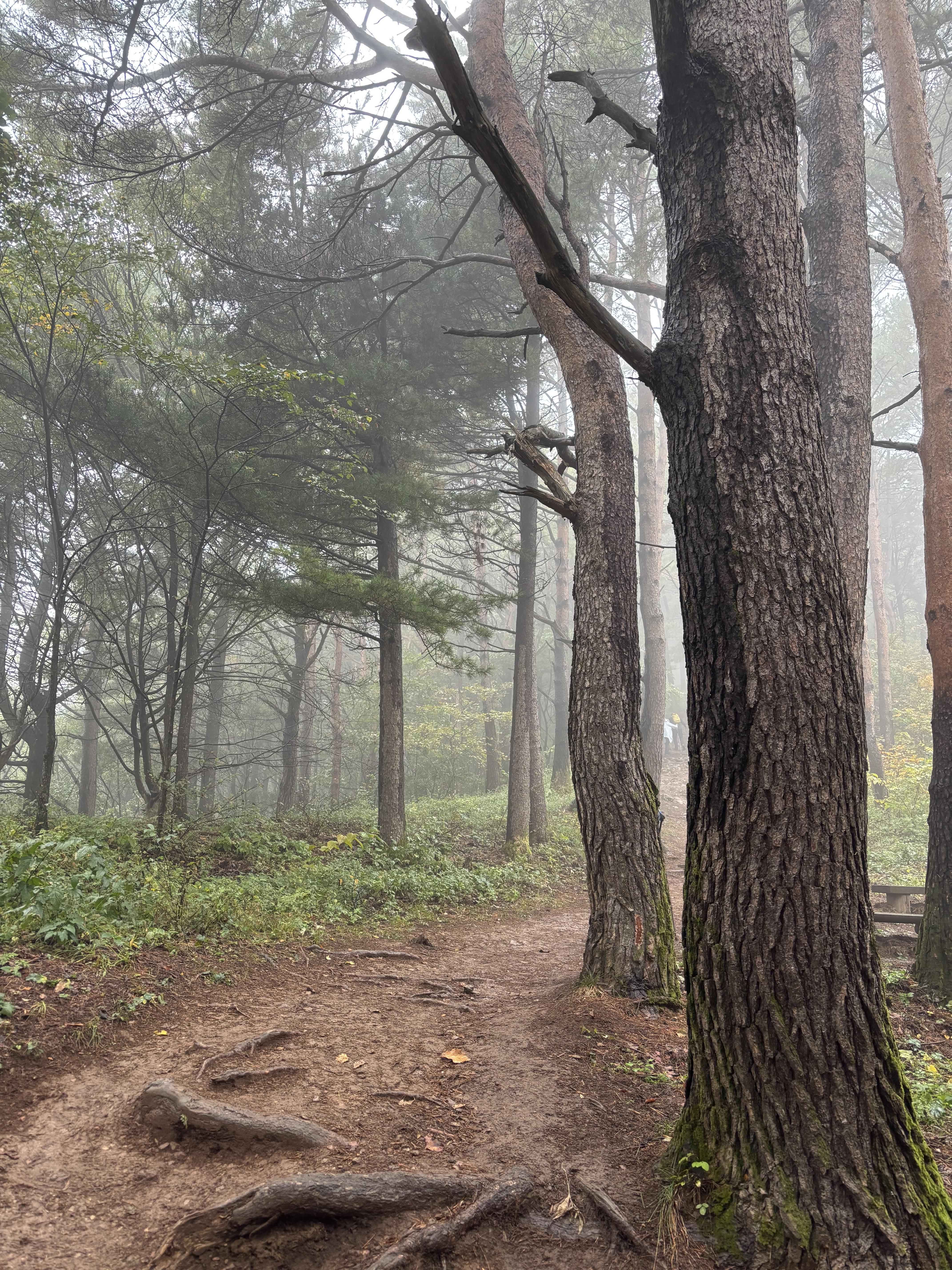 민둥산