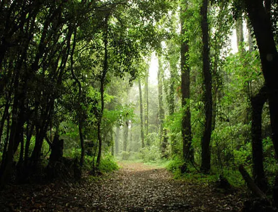 환상숲곶자왈공원