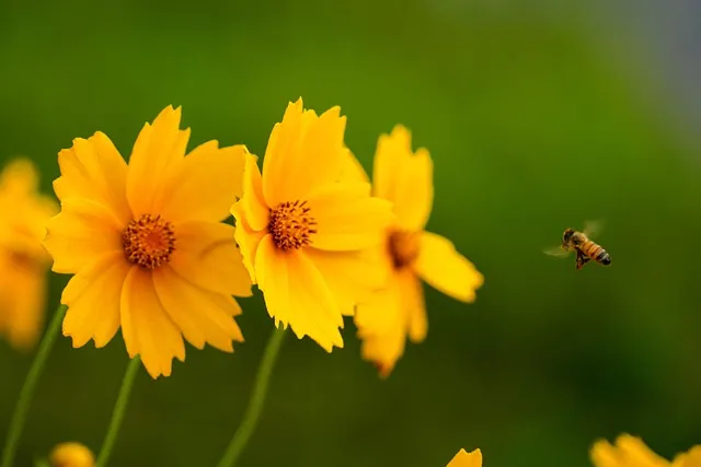 함안 악양생태공원 금계국 개화 시기와 사진 촬영 팁_9