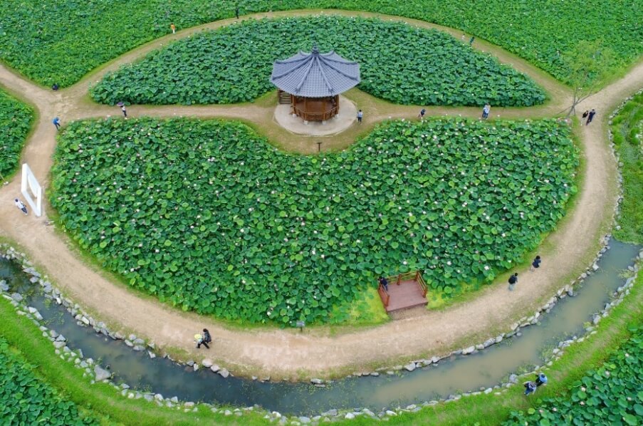 7월 국내 연꽃 추천 명소! 부모님과 함께 가기 좋은 곳!