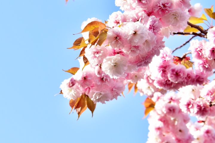 부산 민주공원 겹벚꽃 