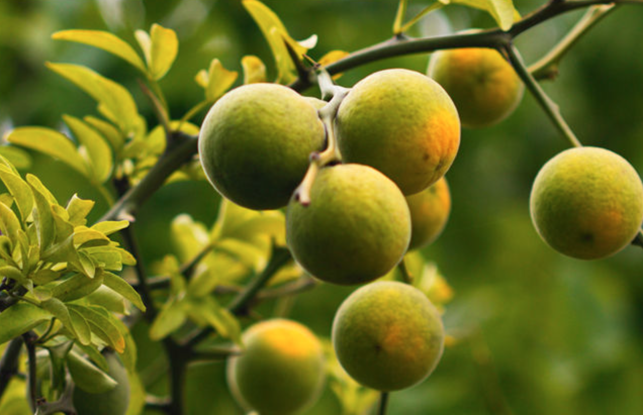 탱자나무 관련 사진