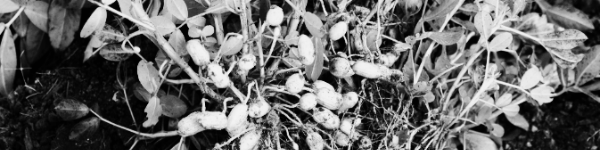 땅콩버터 보관: 맛 & 품질 유지