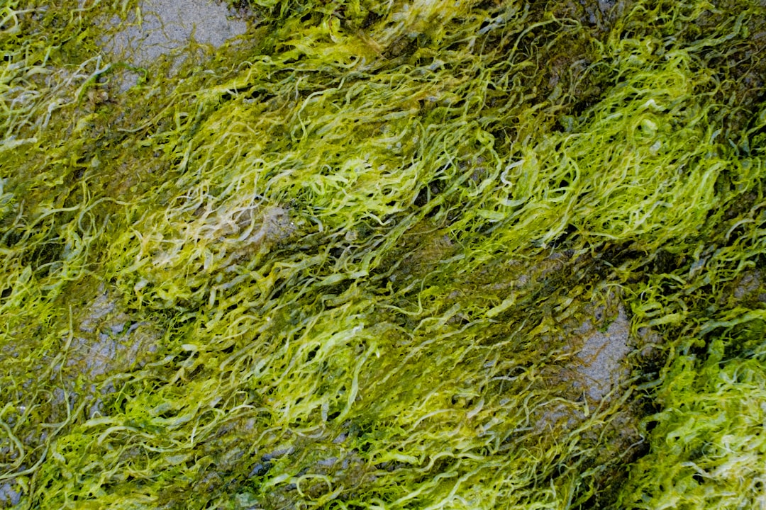 Seaweed.