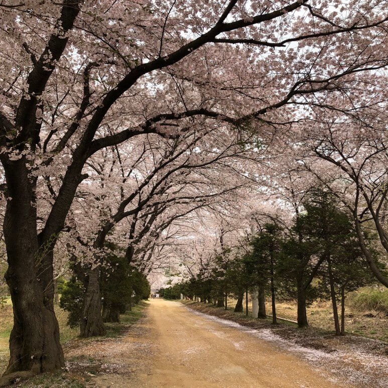 벚꽃 길