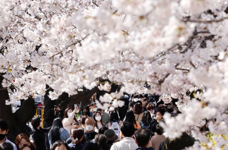여의도 윤중로 벚꽃 찐후기 ❘ 서울 도심에서 만나는 환상적인 벚꽃 터널