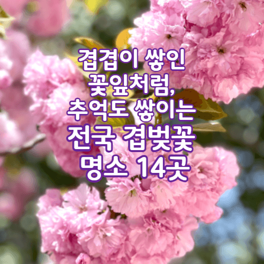 겹벛꽃명소추천-썸네일