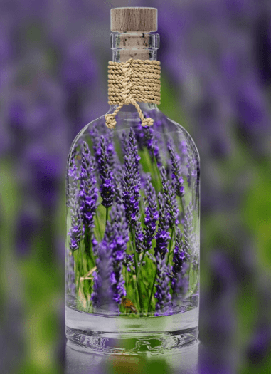 모기 걱정 없는 정원 만들기, 모퇴치식물 더라벤