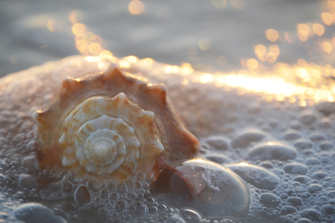 Shells