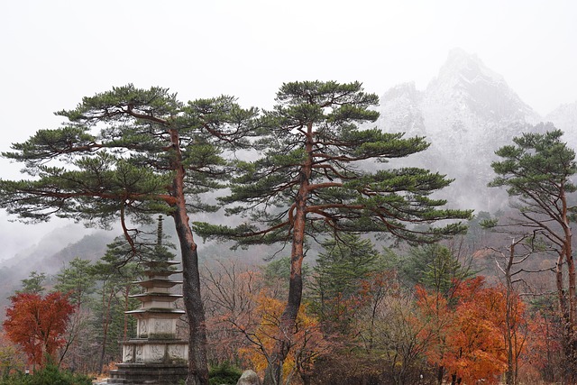 [정원가꾸기_실전편] 겨울에도 아름다운 상록수 가든 디자인