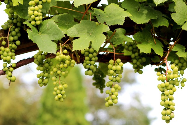 Vitis Vinifera