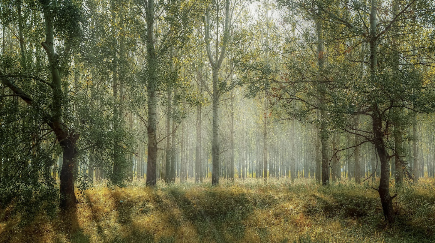 비건이 환경에 끼치는 긍정적 영향들