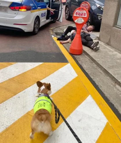반려견 순찰대 모집