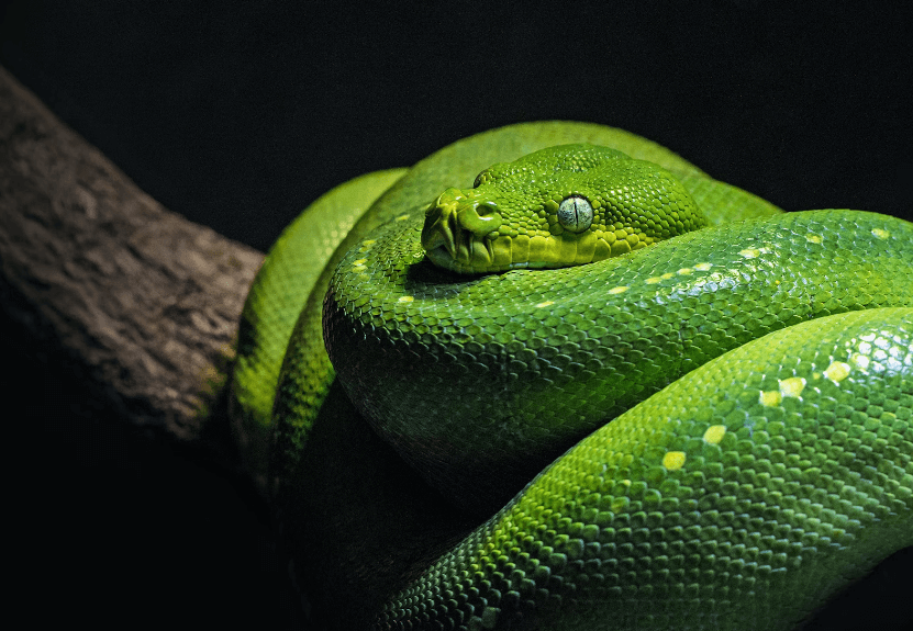 뱀꿈 해몽 풀이