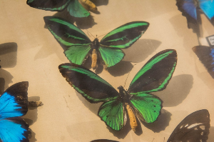 세부 여행 추천 유니버시티 오브 샌 칼로스 뮤지엄