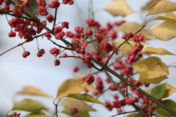 별모양 빨간 열매