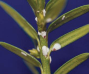 이세리아깍지벌레