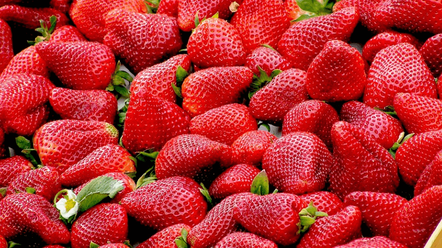 과일 딸기 사진 - 04