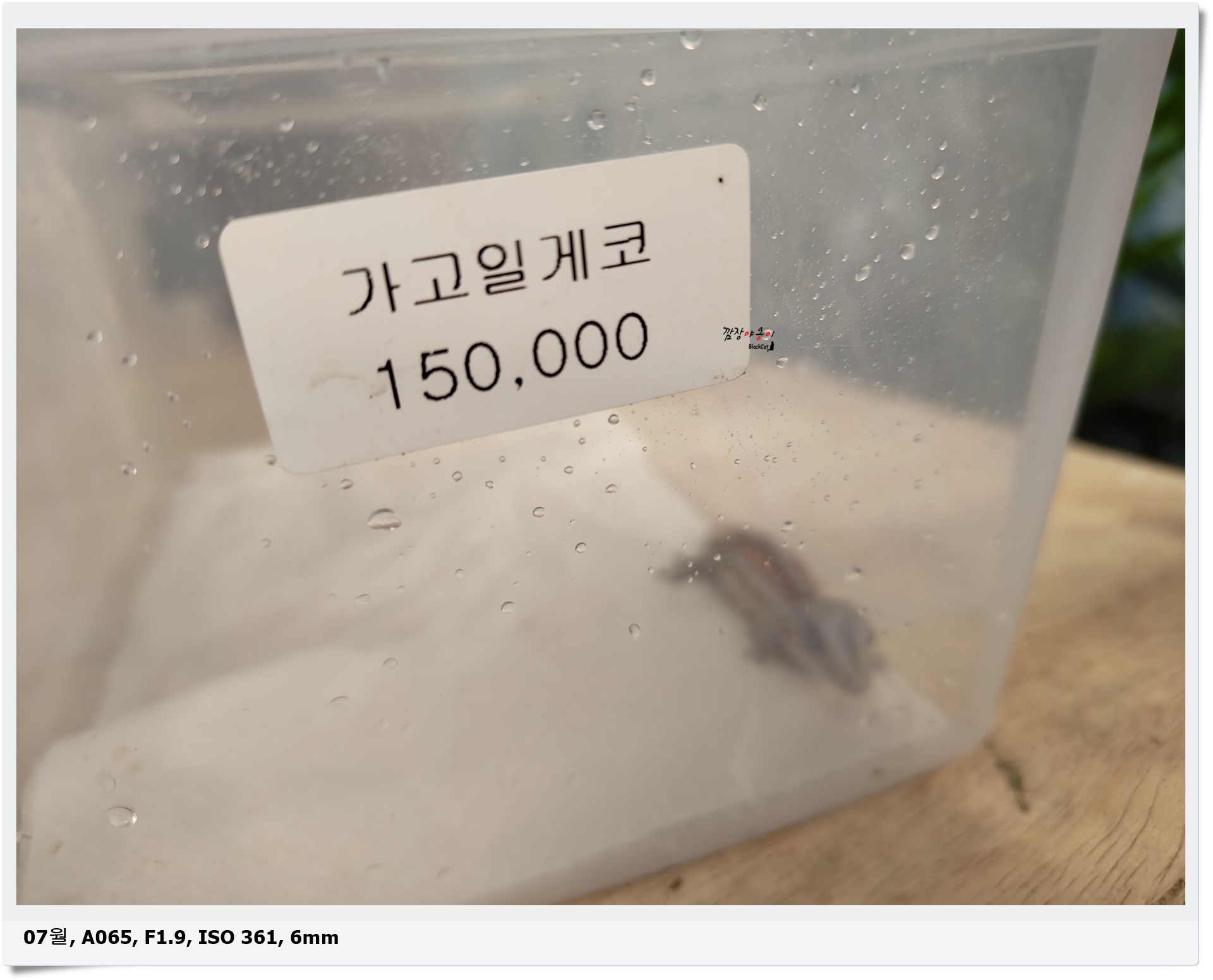 김해 열대우림 체험농장 도마뱀 분양 개체 전시