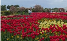 태안 튤립 축제(2025) 일정 맛집 추천관광지 관련 사진